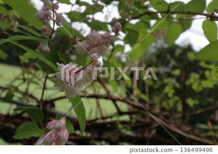 重瓣沙羅樹(Sarasaurus serrata)花 重瓣沙羅樹(Sarasaurus serrata)花 136499496