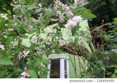 重瓣沙羅樹(Sarasaurus serrata)花 重瓣沙羅樹(Sarasaurus serrata)花 136499499