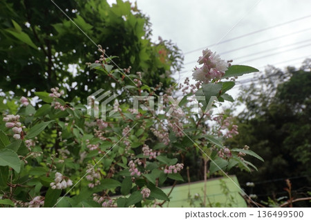 重瓣沙羅樹（Sarasaurus serrata）花 136499500