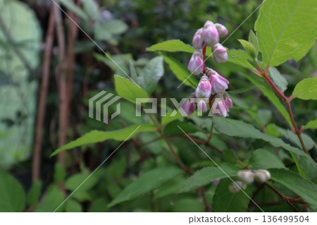 重瓣沙羅樹(Sarasaurus serrata)花 重瓣沙羅樹(Sarasaurus serrata)花 136499504