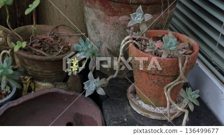 Succulent plant Echeveria sedum Senecio serpens (Banpo) Succulent plant Echeveria sedum Senecio serpens (Banpo) 136499677