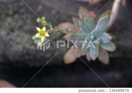 Succulent plant Echeveria sedum Senecio serpens (Banpo) 136499679