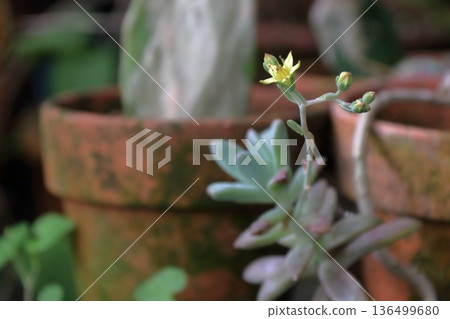 多肉植物 Echeveria Sedum Senecio Serpens (Manpo) 多肉植物 Echeveria Sedum Senecio Serpens (Manpo) 136499680