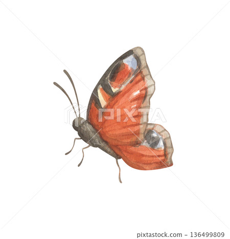 Watercolor illustration of a peacock butterfly with red-orange wings. 136499809