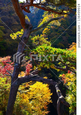 Babysitting Pine Tree Autumn Scenery (Naganohara Town, Gunma Prefecture) Babysitting Pine Tree Autumn Scenery (Naganohara Town, Gunma Prefecture) 136499914
