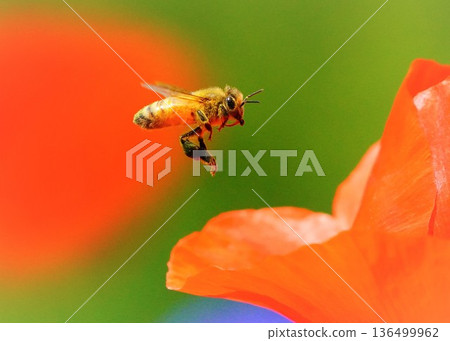 A honeybee flies through a poppy field, pollen balls on its long legs A honeybee flies through a poppy field, pollen balls on its long legs 136499962