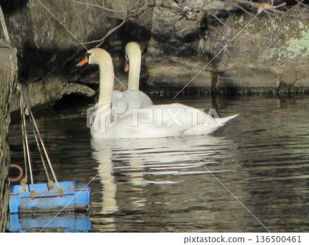 Swan in Kurashiki Bikan Historical Quarter (Kurashiki City, Okayama Prefecture) Swan in Kurashiki Bikan Historical Quarter (Kurashiki City, Okayama Prefecture) 136500461