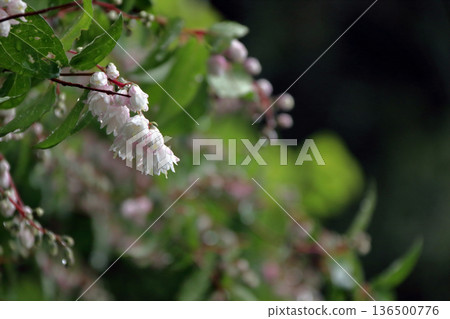 重瓣沙羅樹（Sarasaurus serrata）花 136500776