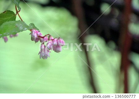 重瓣沙羅樹（Sarasaurus serrata）花 136500777