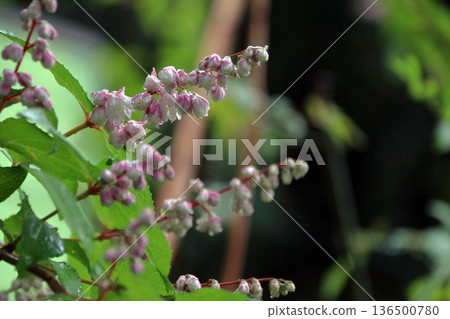 重瓣沙羅樹(Sarasaurus serrata)花 重瓣沙羅樹(Sarasaurus serrata)花 136500780
