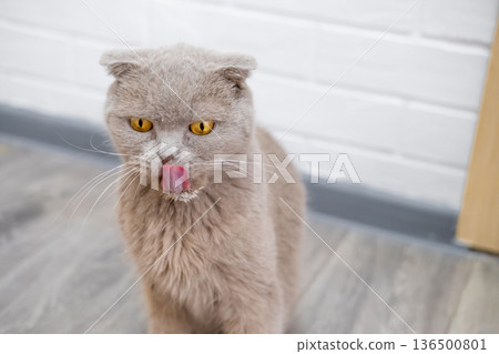 Cat sitting on the floor and looking Cat sitting on the floor and looking 136500801