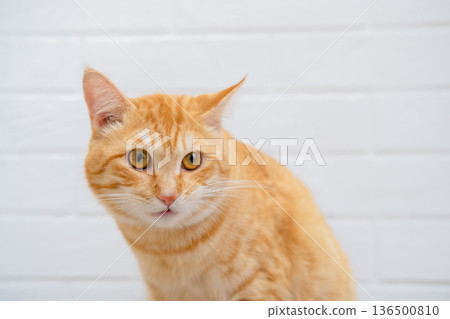 Cat sitting on the floor and looking Cat sitting on the floor and looking 136500810