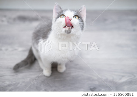 White kitten with spots sitting on the floor White kitten with spots sitting on the floor 136500891