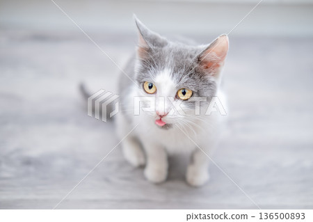 White kitten with spots sitting on the floor 136500893