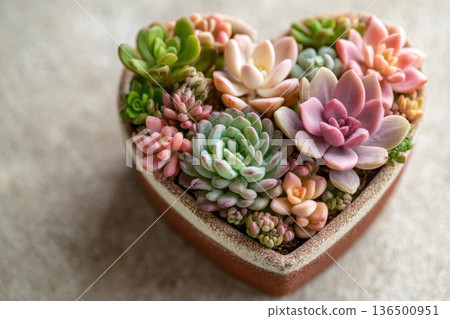 heart-shaped succulent arrangement top-down view, gardening theme for Valentine's Day 136500951