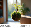 A single Kokedama, a moss-covered sphere supporting a delicate fern, suspended by twine in front of a large window, illuminated by soft morning sunlight 136500957