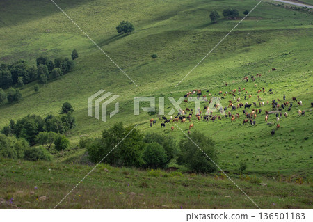 A herd of cows grazing on the slope of a green hill A herd of cows grazing on the slope of a green hill 136501183