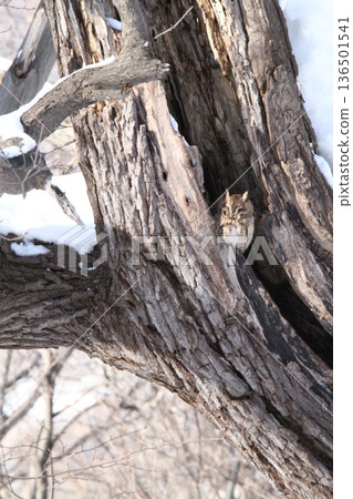 Great Scops Owl Otus semitorques Hokkaido Wild Bird 136501541