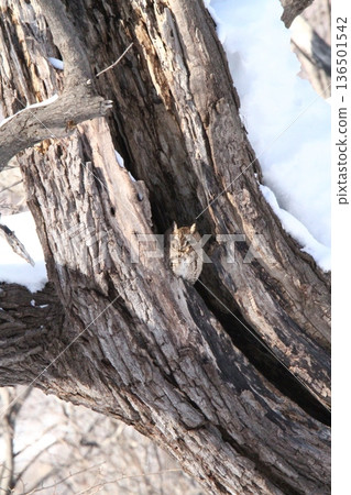 Great Scops Owl Otus semitorques Hokkaido Wild Bird 136501542