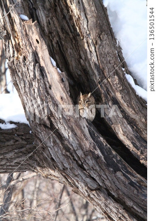 大角鴞（Otus semitorques）北海道野鳥 136501544