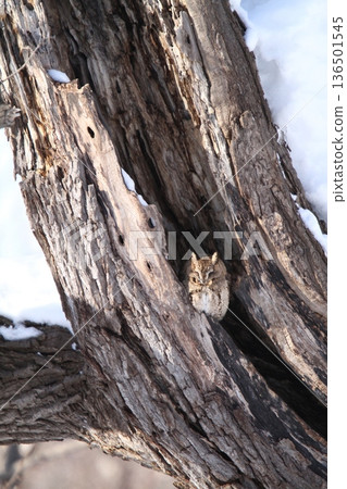 大角鴞(Otus semitorques)北海道野鳥 大角鴞(Otus semitorques)北海道野鳥 136501545