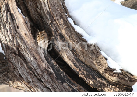 Great Scops Owl Otus semitorques Hokkaido Wild Bird Great Scops Owl Otus semitorques Hokkaido Wild Bird 136501547