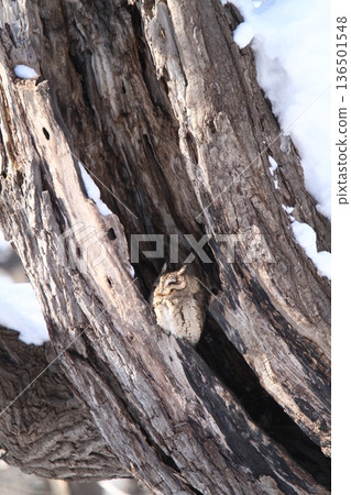 Great Scops Owl Otus semitorques Hokkaido Wild Bird 136501548