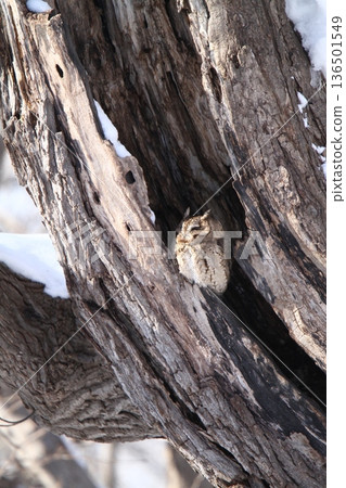 大角鴞(Otus semitorques)北海道野鳥 大角鴞(Otus semitorques)北海道野鳥 136501549