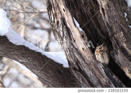 大角鴞(Otus semitorques)北海道野鳥 大角鴞(Otus semitorques)北海道野鳥 136501550