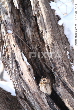 Great Scops Owl Otus semitorques Hokkaido Wild Bird Great Scops Owl Otus semitorques Hokkaido Wild Bird 136501551