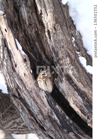 Great Scops Owl Otus semitorques Hokkaido Wild Bird 136501552