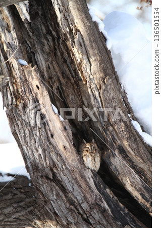 大角鴞（Otus semitorques）北海道野鳥 136501554