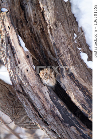 大角鴞(Otus semitorques)北海道野鳥 大角鴞(Otus semitorques)北海道野鳥 136501558
