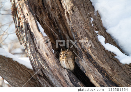 Great Scops Owl Otus semitorques Hokkaido Wild Bird 136501564