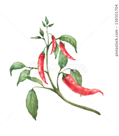 Hot Chili pepper plant. Watercolor painting of red pods and green leaves on the branch. Botanical realistic Cultivated vegetables illustration for gardening, Asian seasoning Isolated from background 136501704