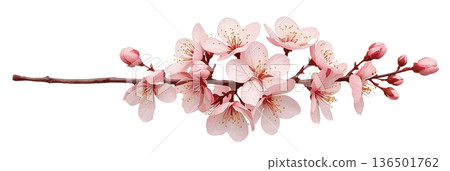 Cherry branch 136501762