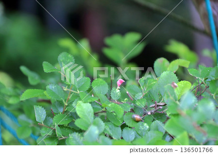 Lime tree zelkova disease Lime tree zelkova disease 136501766