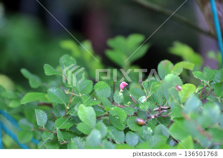 Lime tree zelkova disease Lime tree zelkova disease 136501768