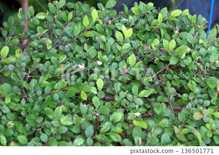 椴樹櫸樹病 136501771