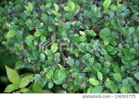 Lime tree zelkova disease Lime tree zelkova disease 136501775
