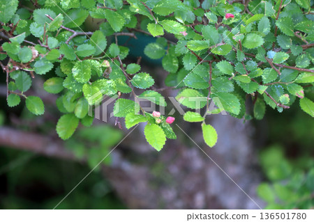 Lime tree zelkova disease 136501780