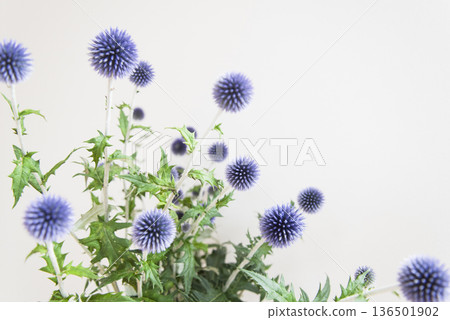 Close-up of blue thistle flowers on white background 136501902