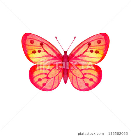 Vibrant watercolor illustration of a red and pink butterfly with yellow accents. This hand-painted insect features detailed wing patterns and a delicate silhouette, perfect for spring, nature, and Vibrant watercolor illustration of a red and pink butterfly with yellow accents. This hand-painted insect features detailed wing patterns and a delicate silhouette, perfect for spring, nature, and 136502033