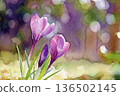 Crocuses in the garden 3, watercolor 136502145