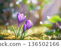 Crocus in the Garden 1 Animation 136502166