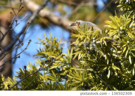 Brown-eared bulbul which eats Sendan's fruit Brown-eared bulbul which eats Sendan's fruit 136502309