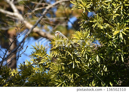 棕色耳bul吃Sendan的果實 136502310