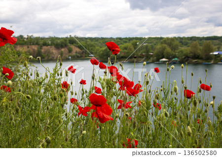Blooming summer red poppies against a lake backdrop Blooming summer red poppies against a lake backdrop 136502580