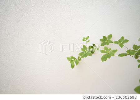Close-up of a houseplant on a white background Close-up of a houseplant on a white background 136502698