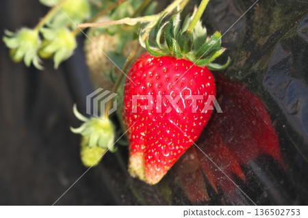 Ibaraki Prefecture's specialty strawberry variety: Ibaraki Kiss Ibaraki Prefecture's specialty strawberry variety: Ibaraki Kiss 136502753